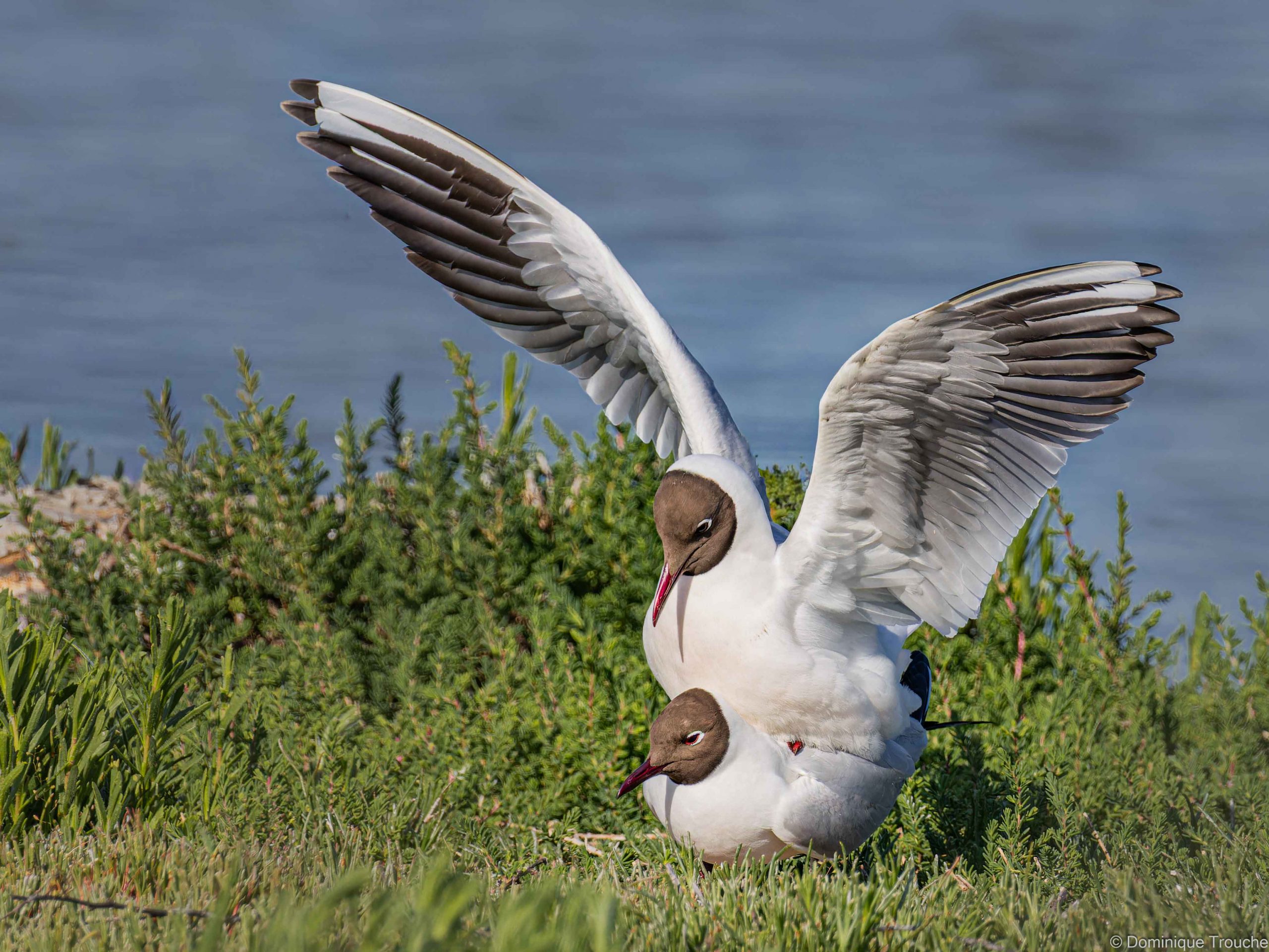 Mouette rieuse