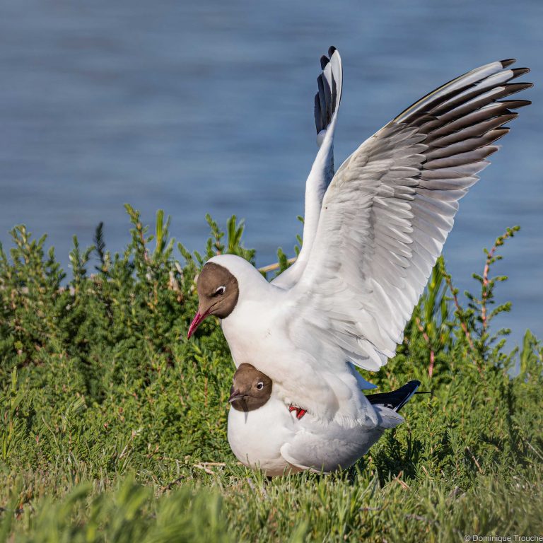 Mouette rieuse