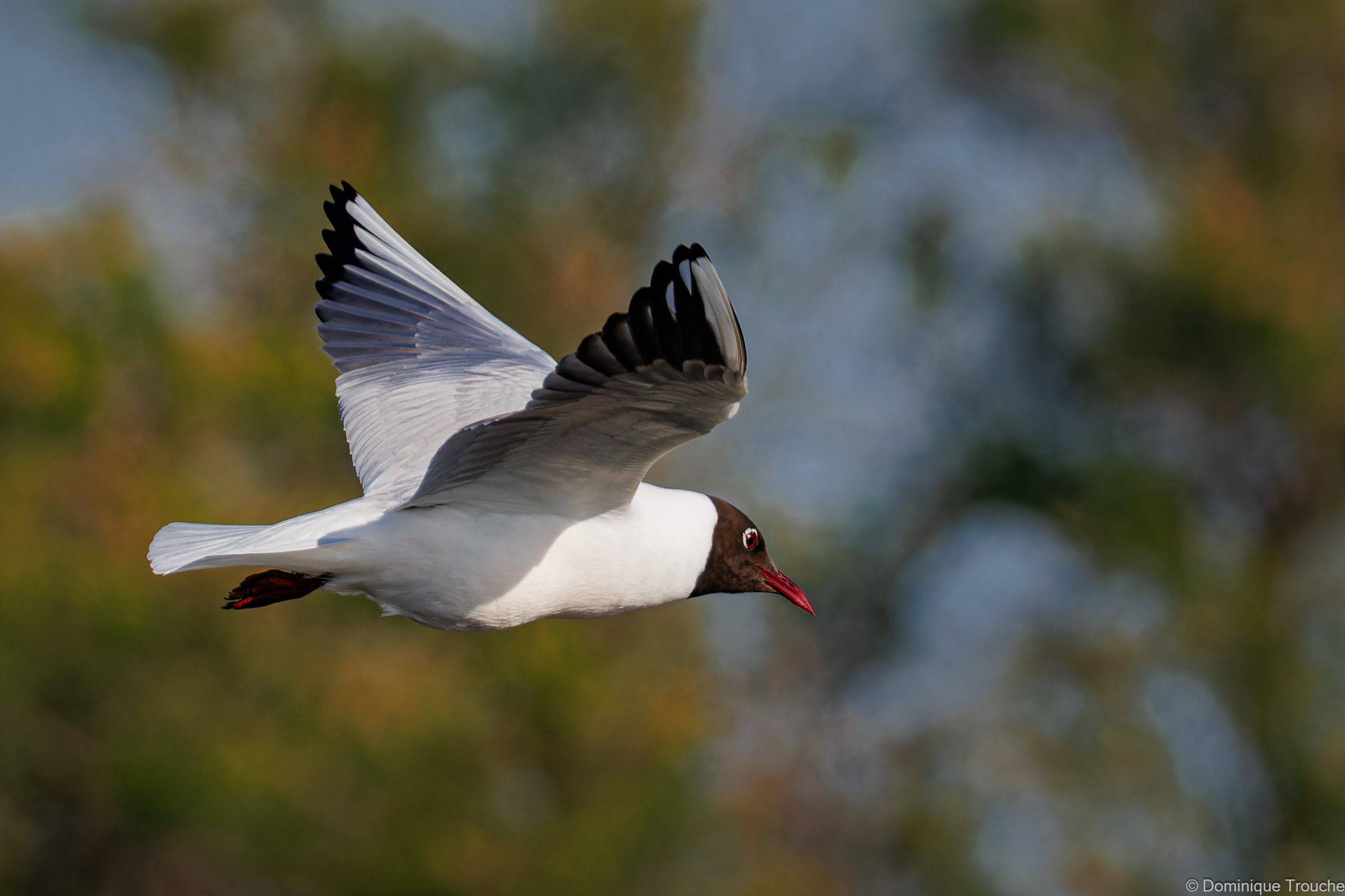Mouette rieuse