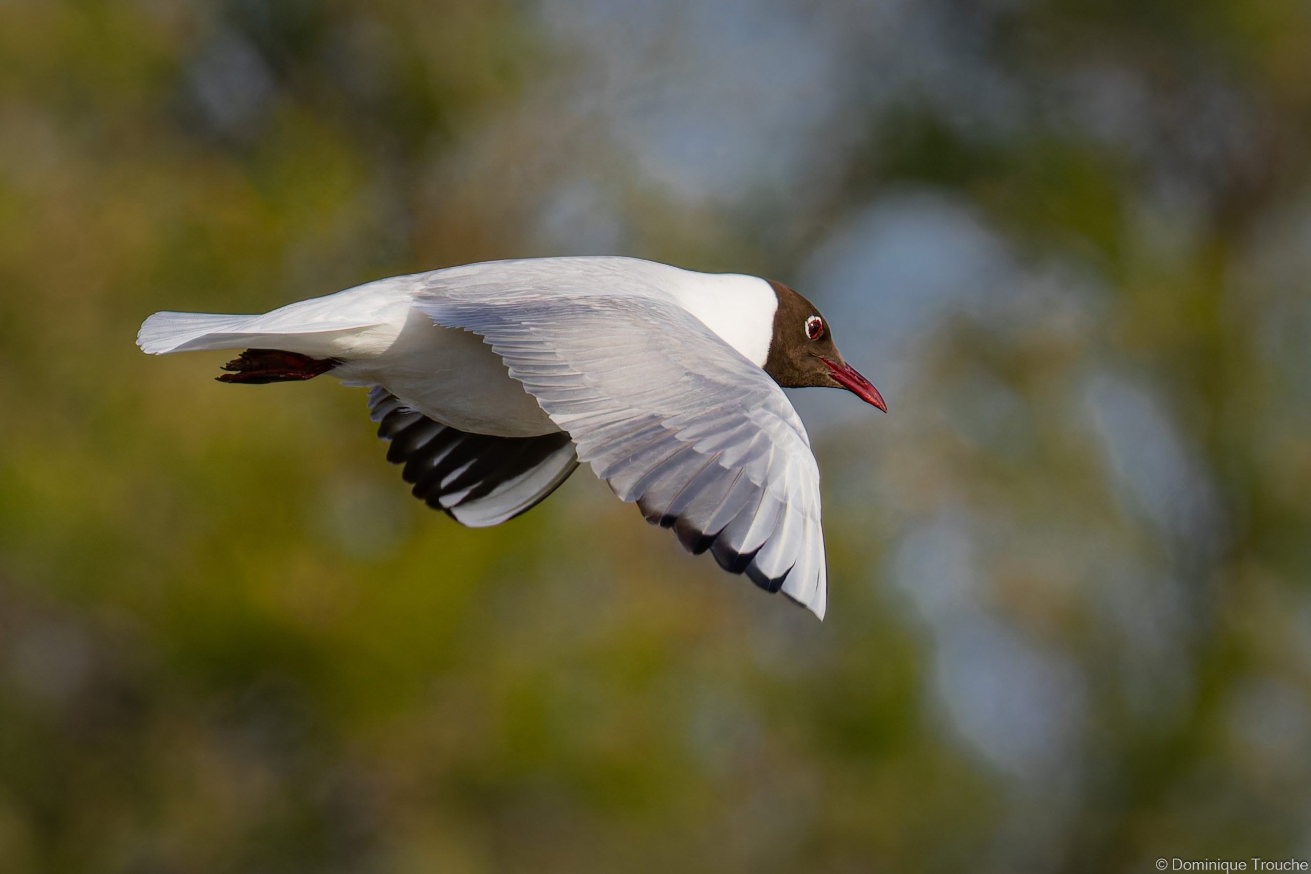 Mouette rieuse