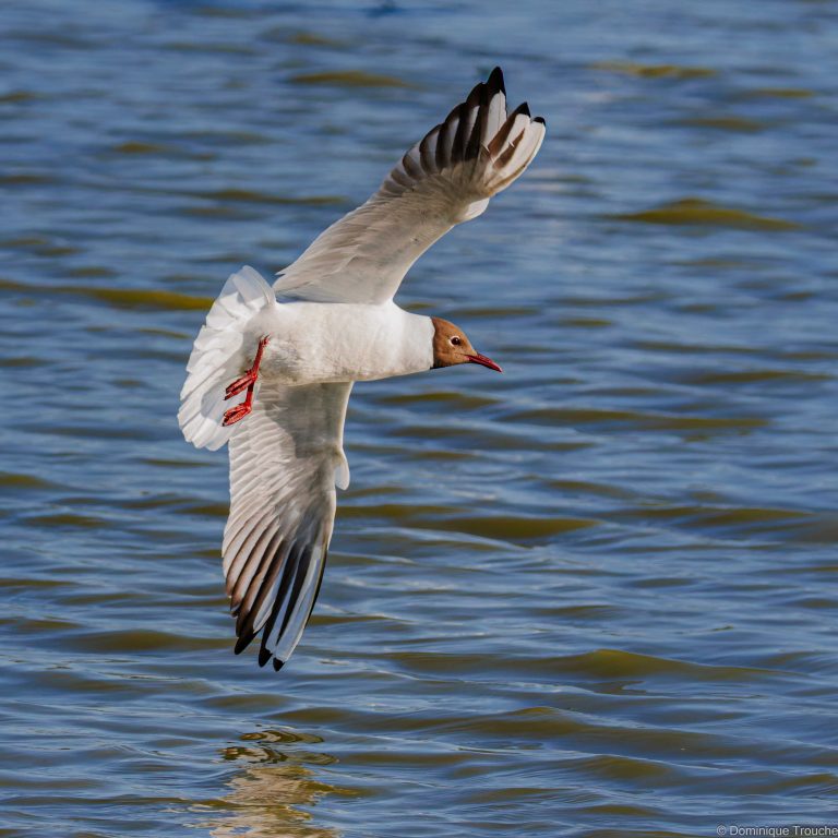 Mouette rieuse