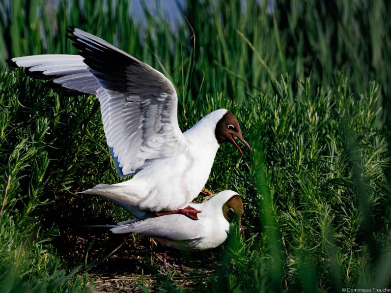 Mouette rieuse