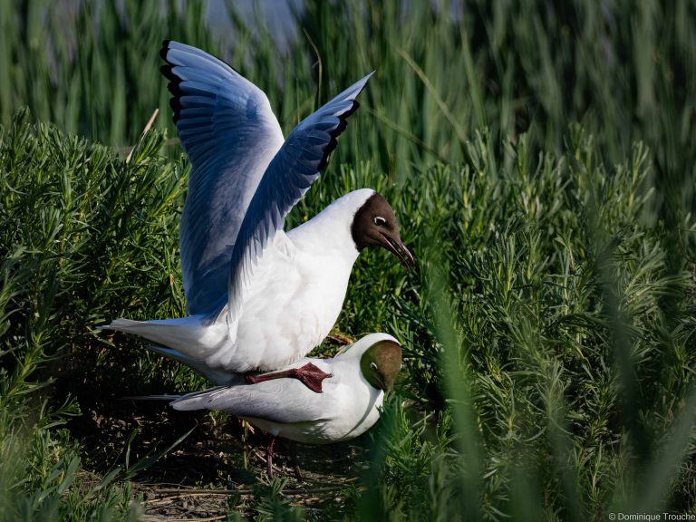 Mouette rieuse