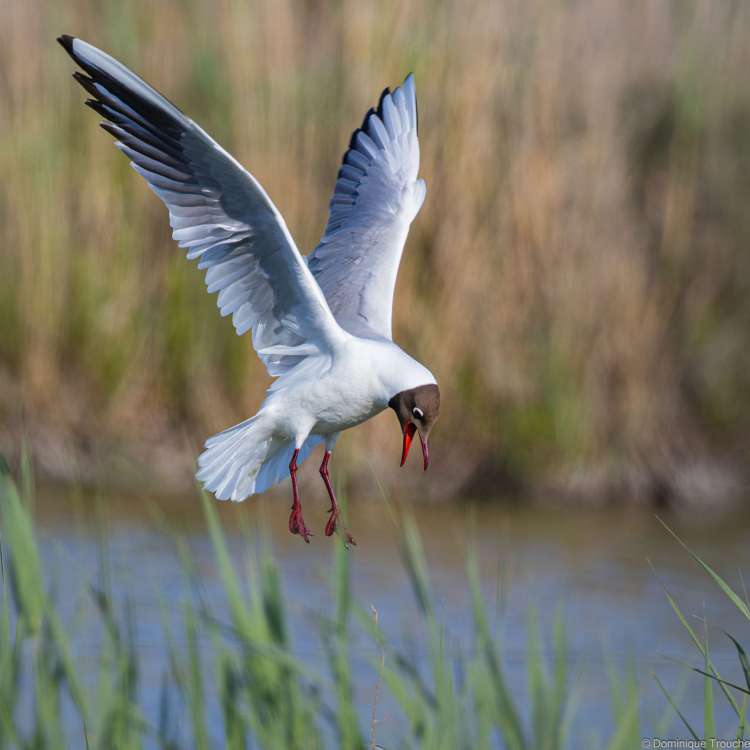Mouette rieuse