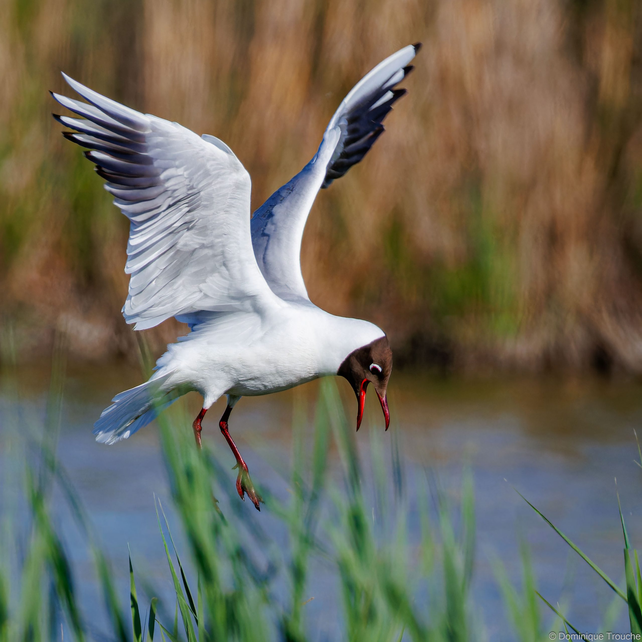 Mouette rieuse