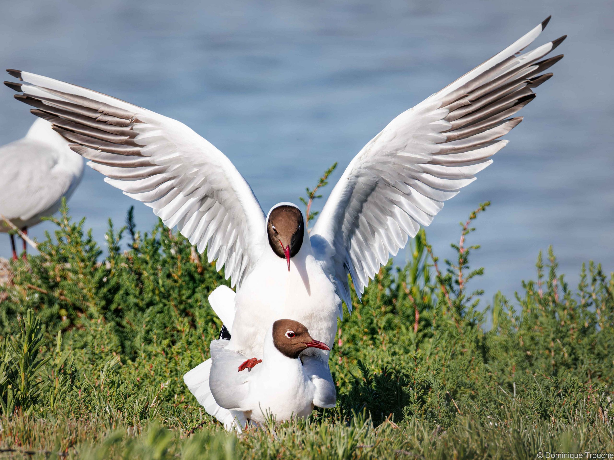 Mouette rieuse