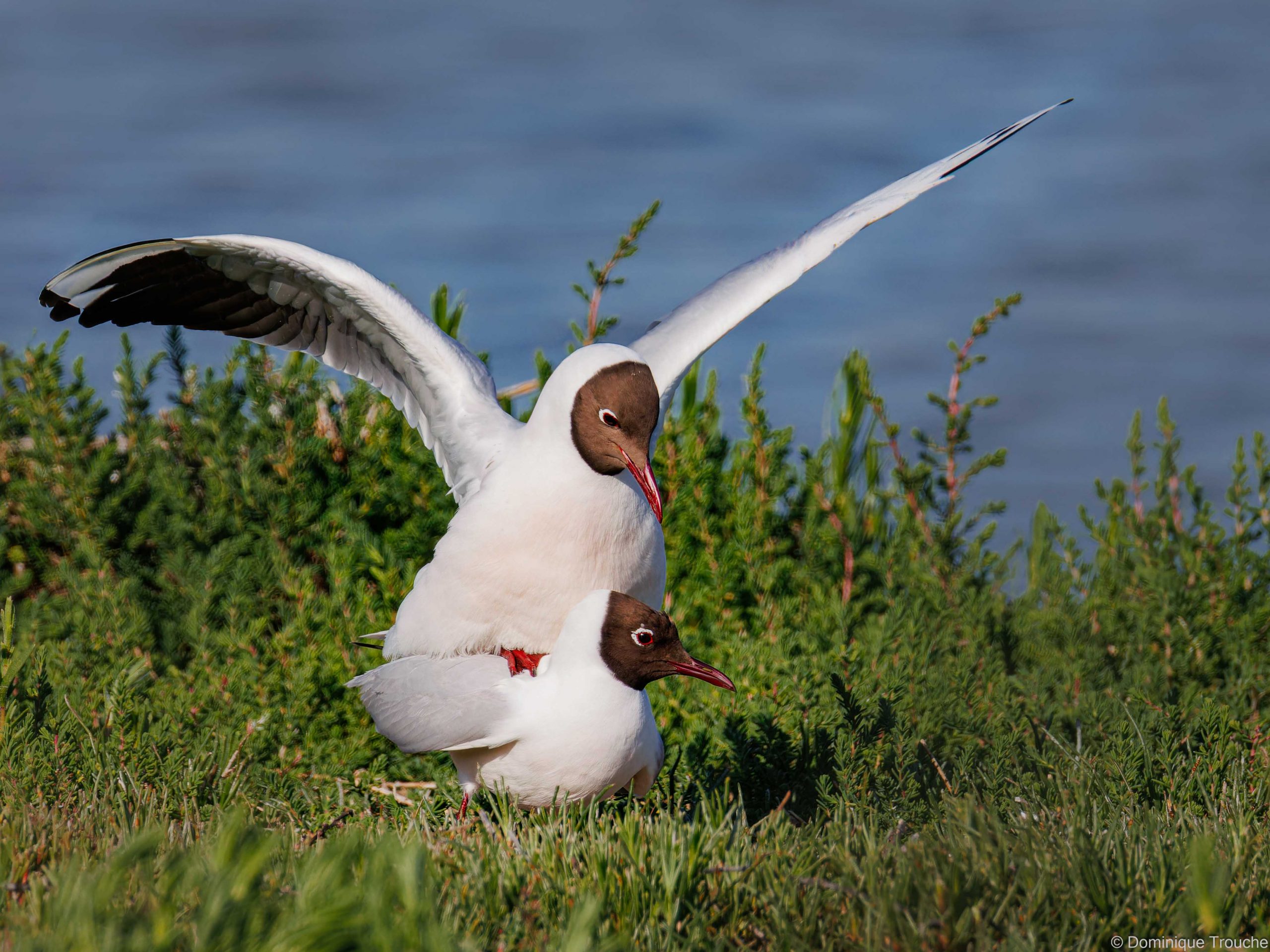 Mouette rieuse