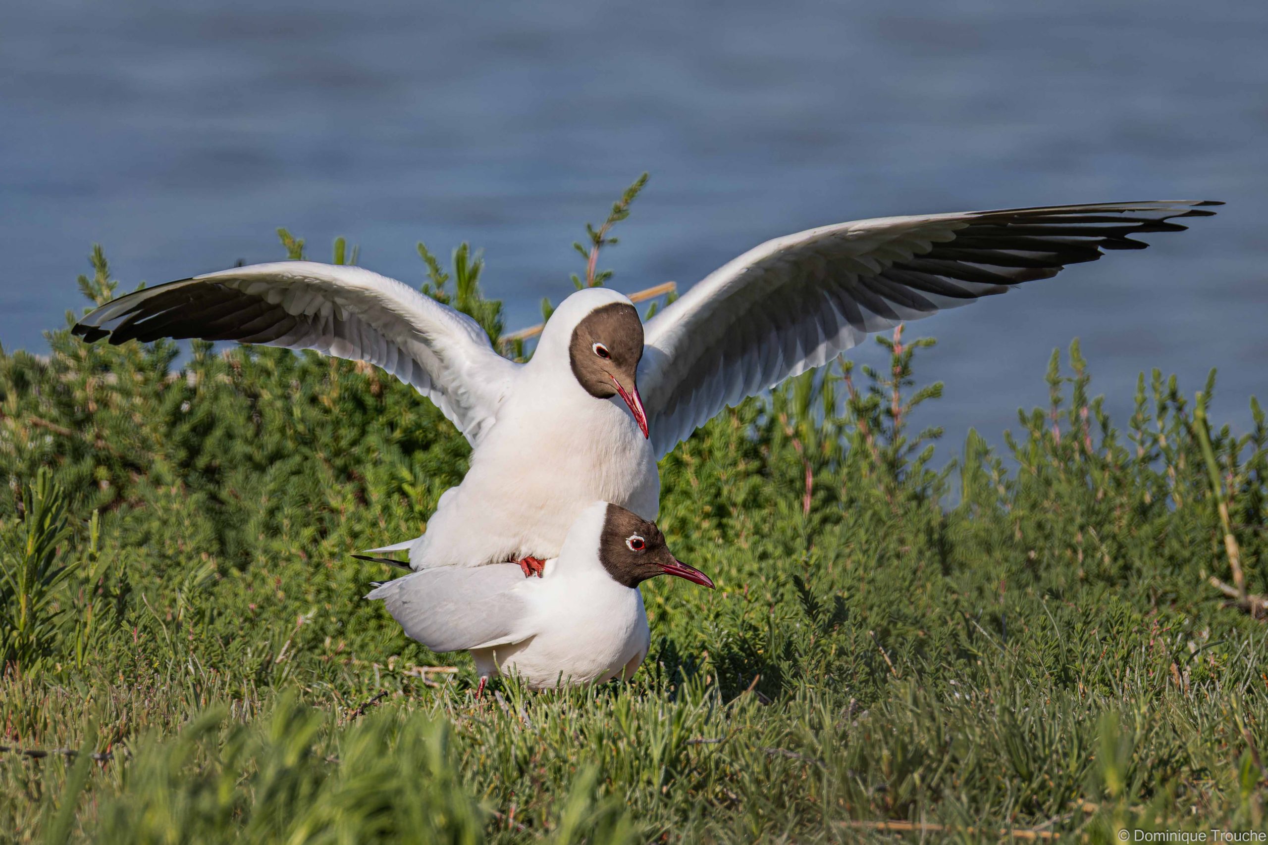 Mouette rieuse