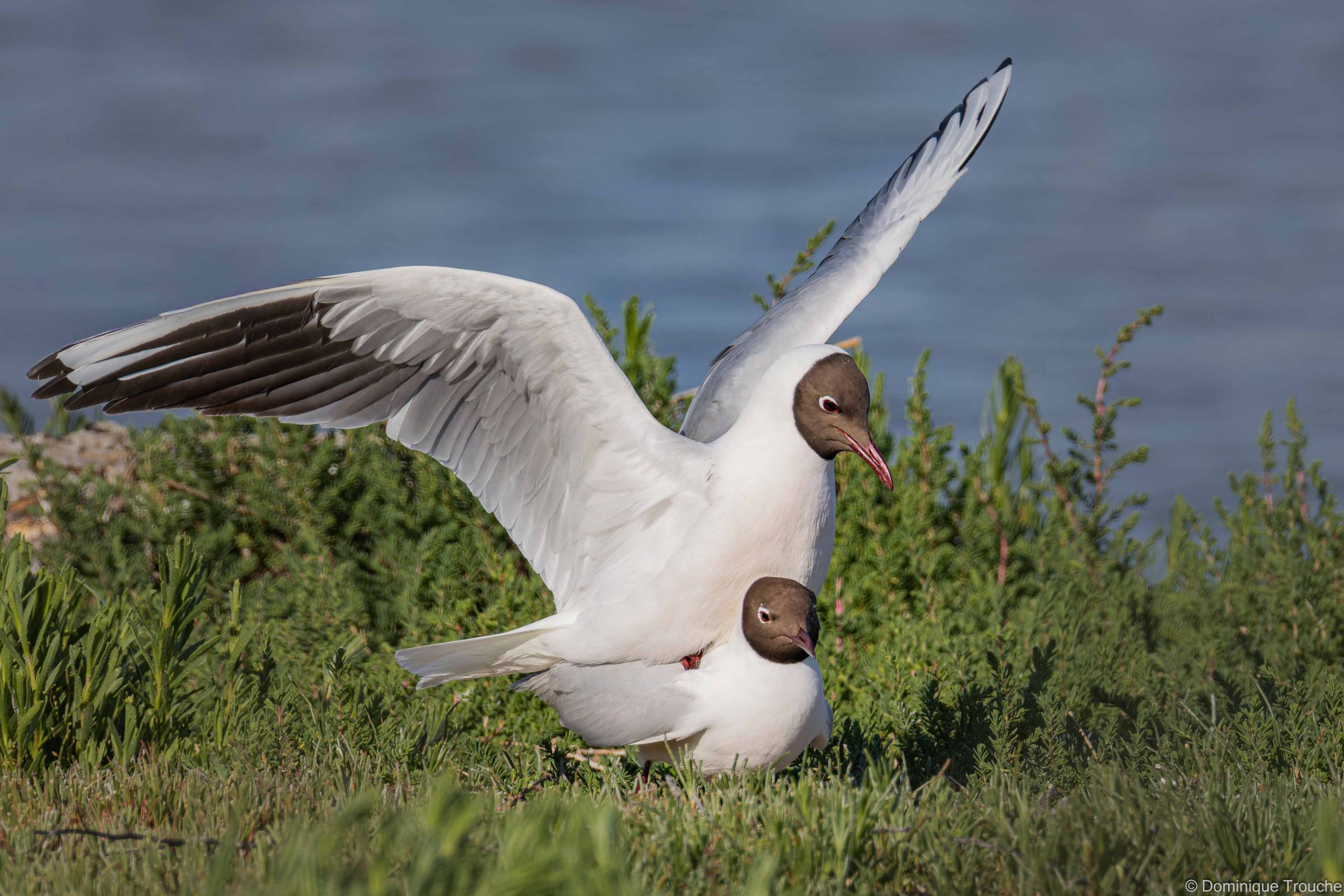 Mouette rieuse