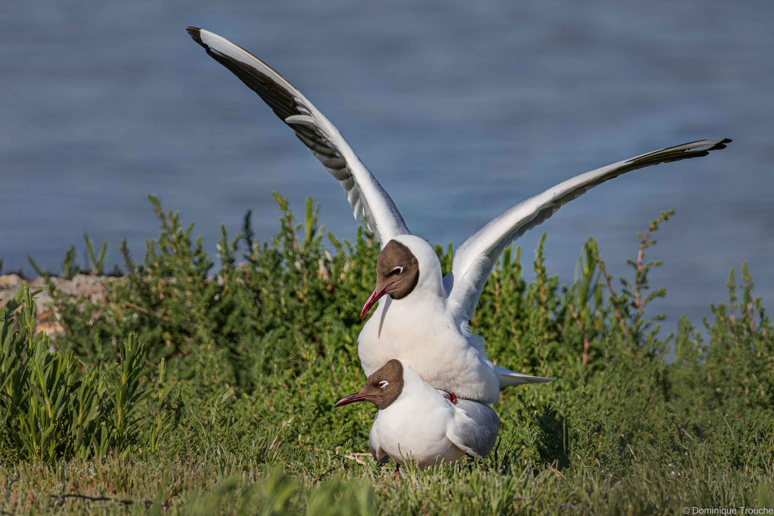Mouette rieuse