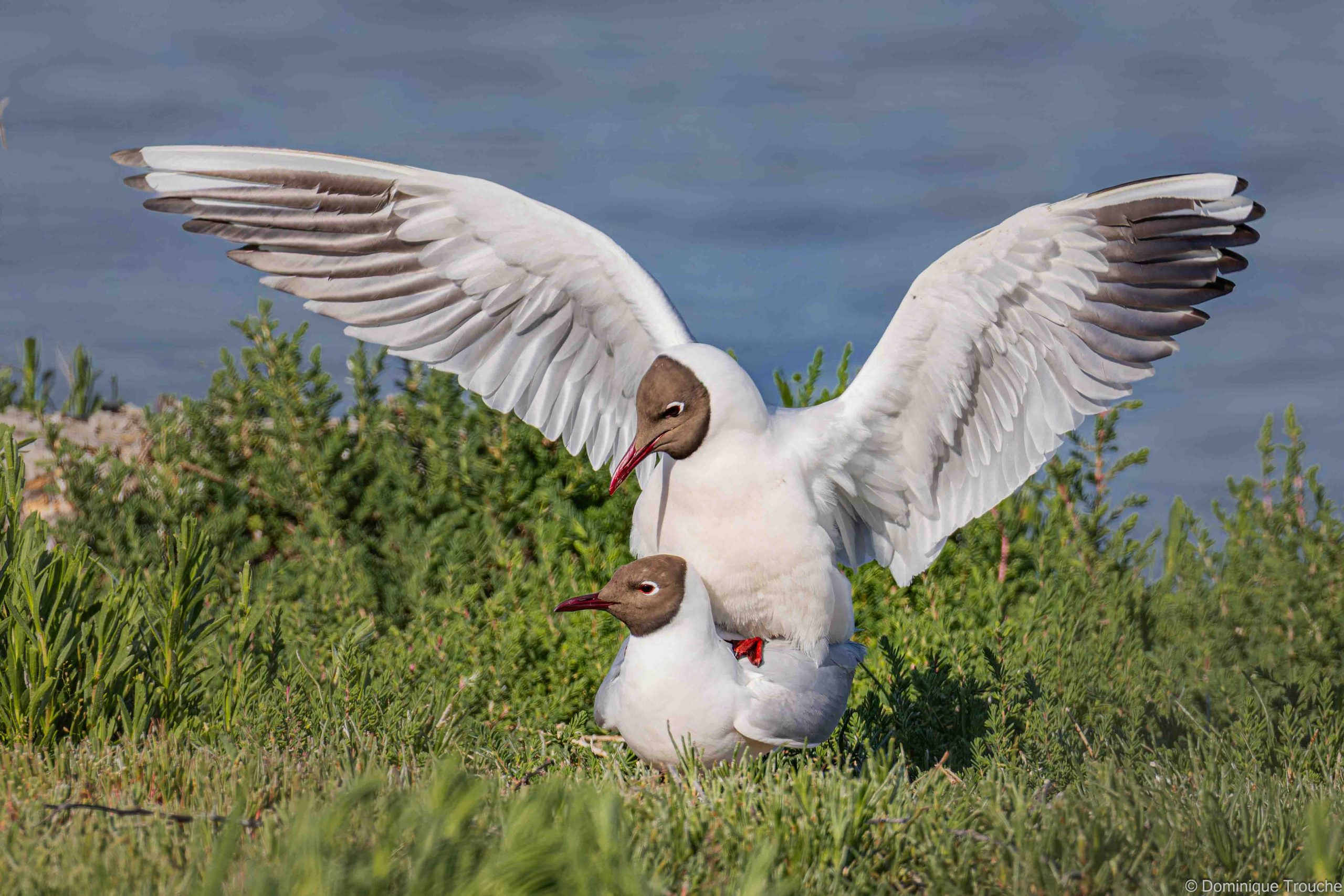 Mouette rieuse