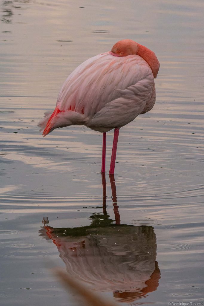 Flamant rose