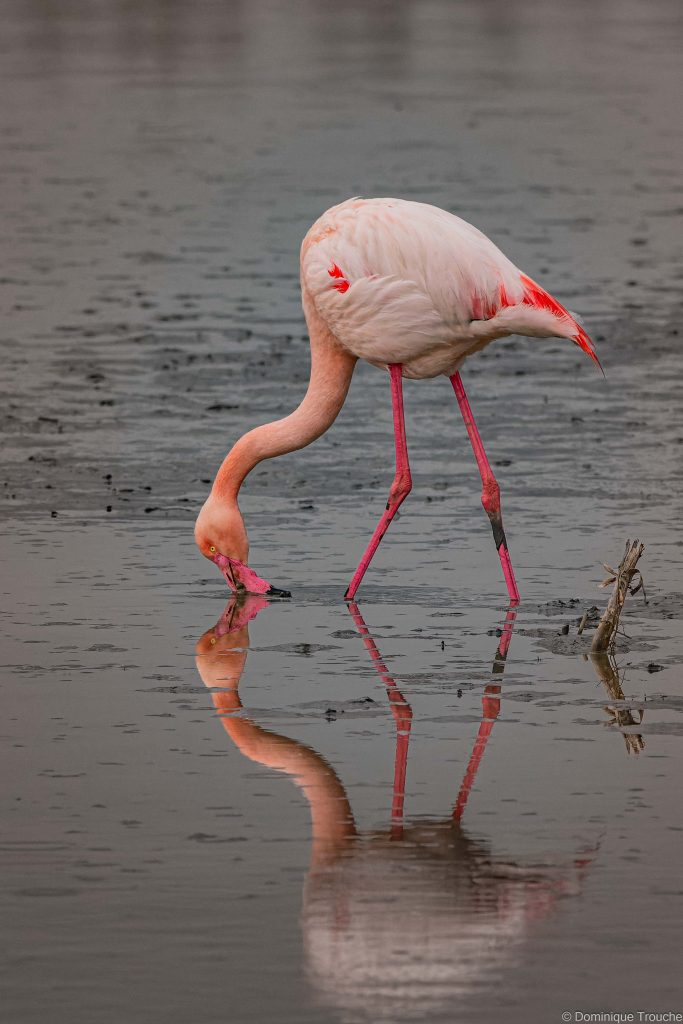 Flamant rose
