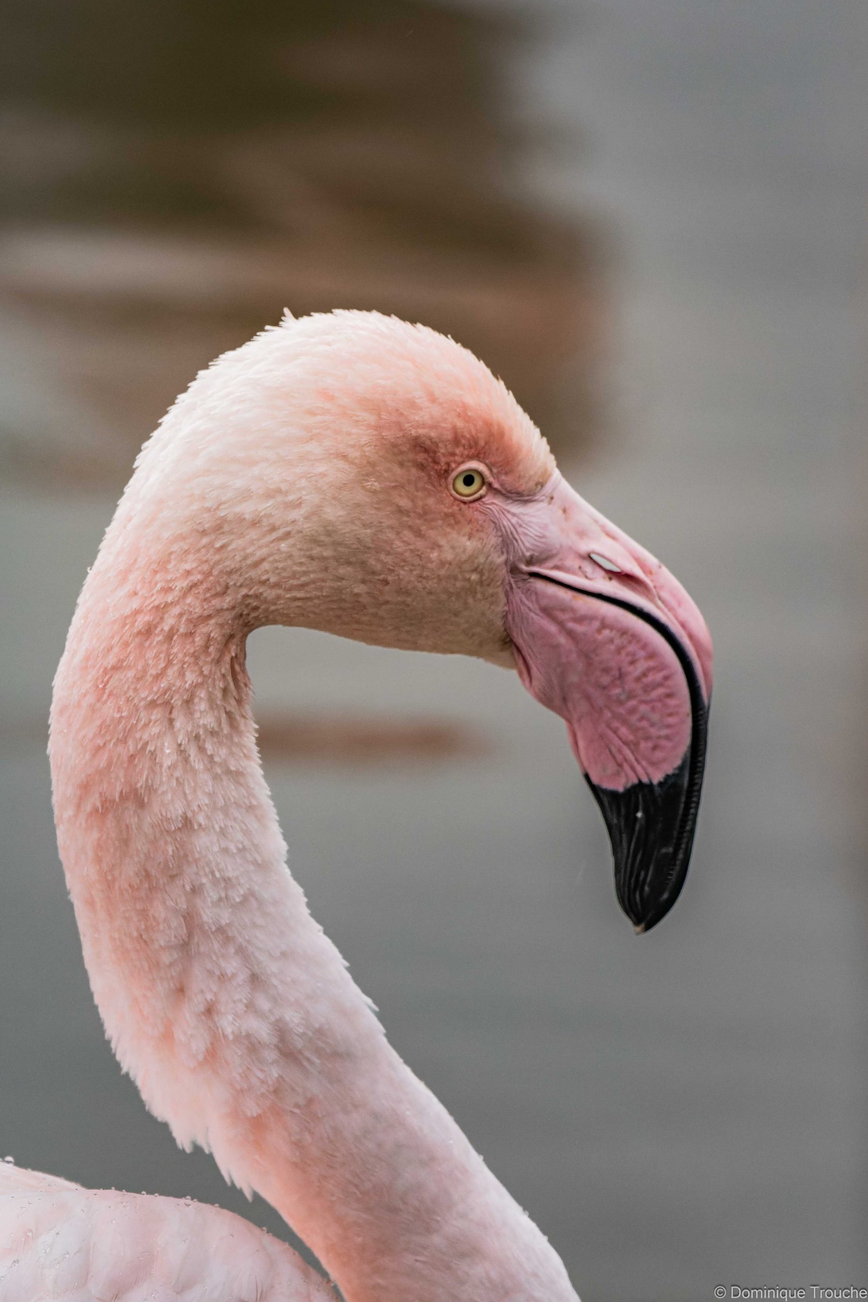 Flamant rose