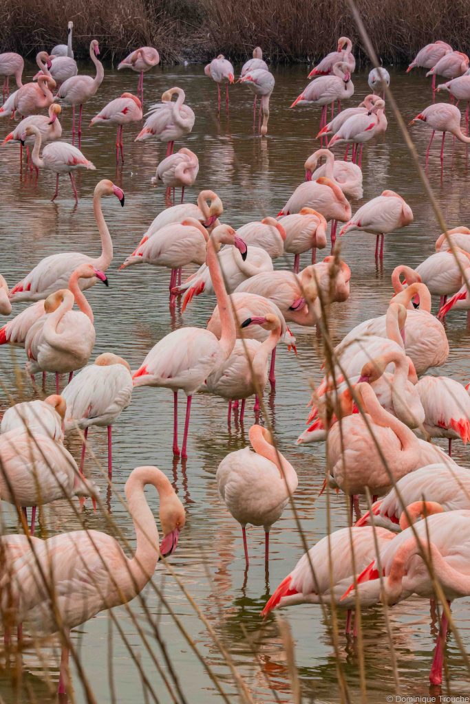 Flamant rose