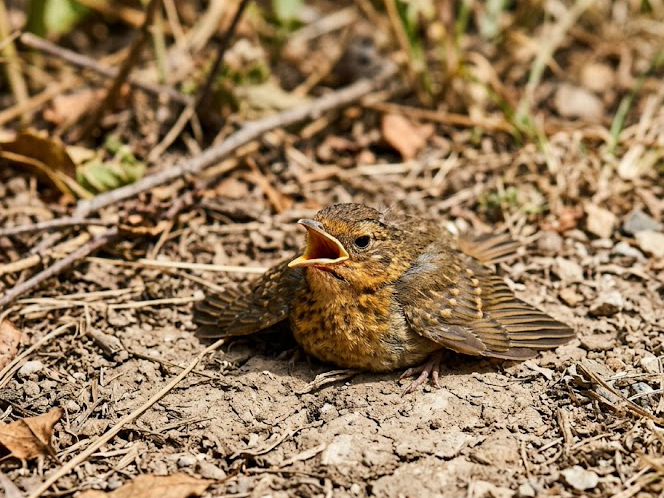jeune oiseau assoiffé