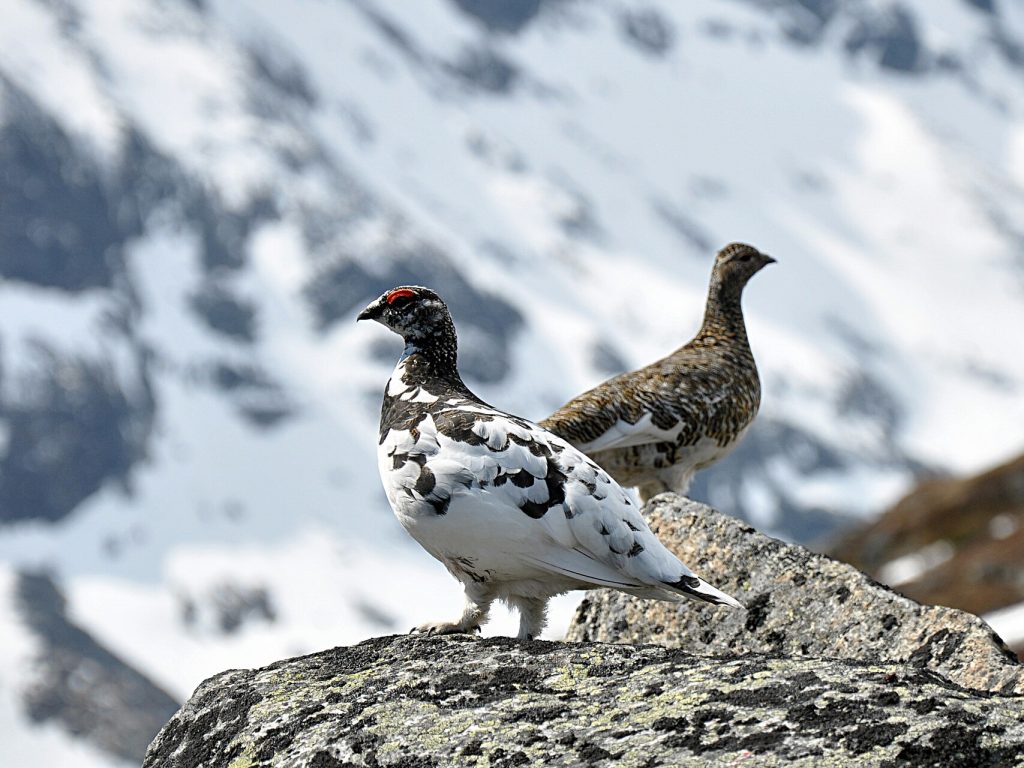 Lagopède alpin, Par Jan Frode Haugseth — Travail personnel, CC BY-SA 3.0