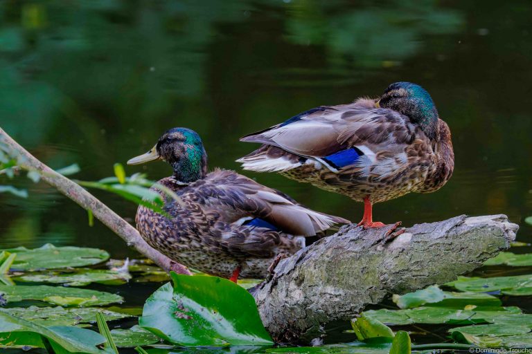 Canard colvert