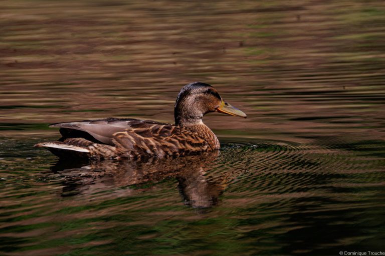 Canard colvert