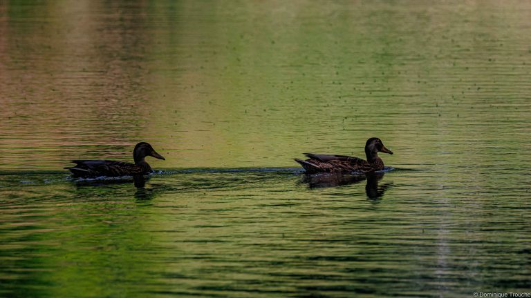 Canard colvert
