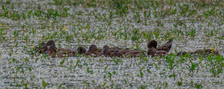 Canard colvert