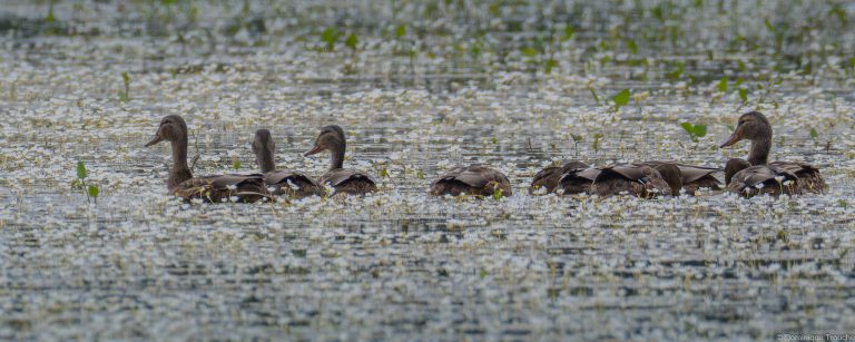 Canard colvert