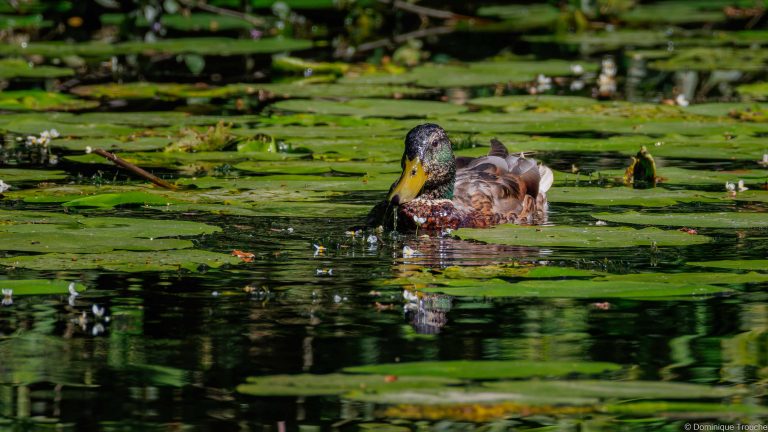 Canard colvert