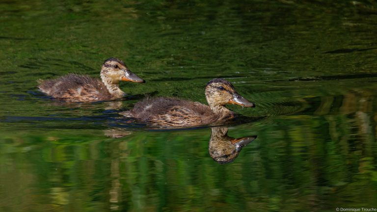 Canard colvert juvéniles
