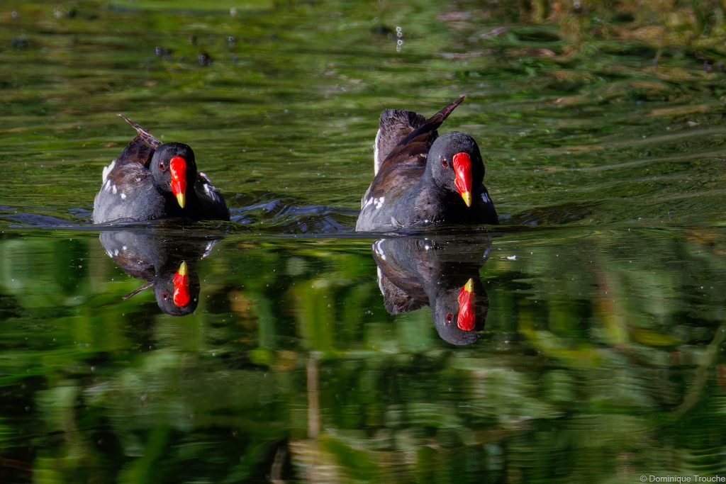 Gallinule poule d'eau