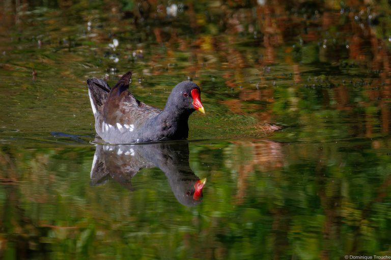 Gallinule poule d'eau 
