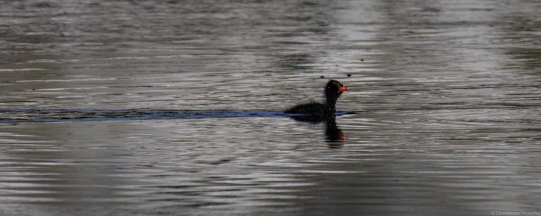 Gallinule poule d'eau juvénile