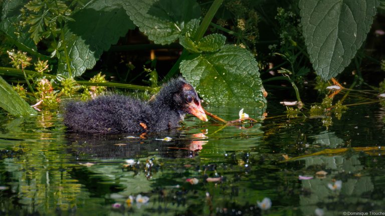 Gallinule poule d'eau juvénile