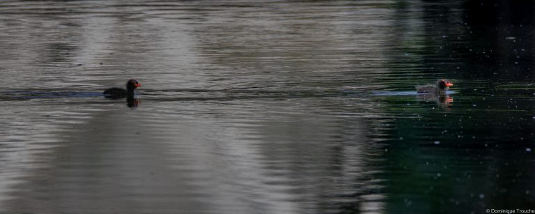 Gallinule poule d'eau juvénile