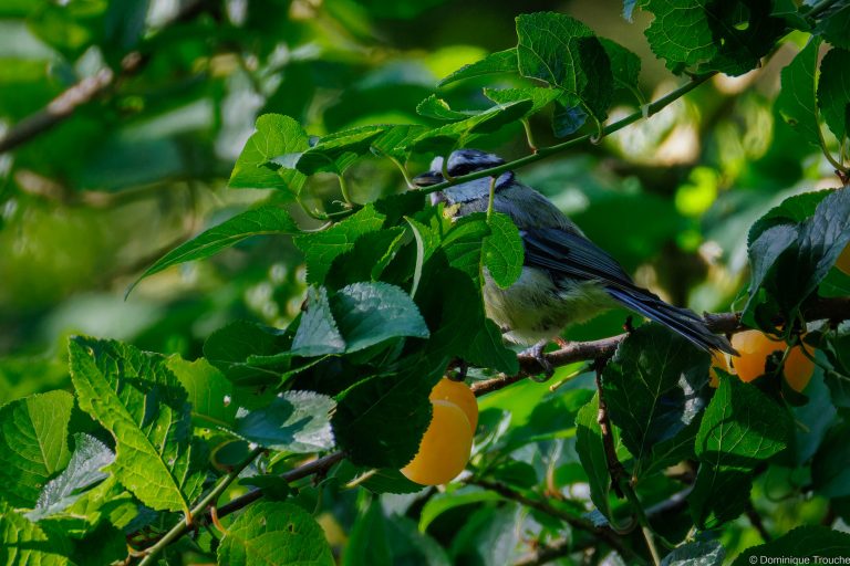 Mésange bleue cachée