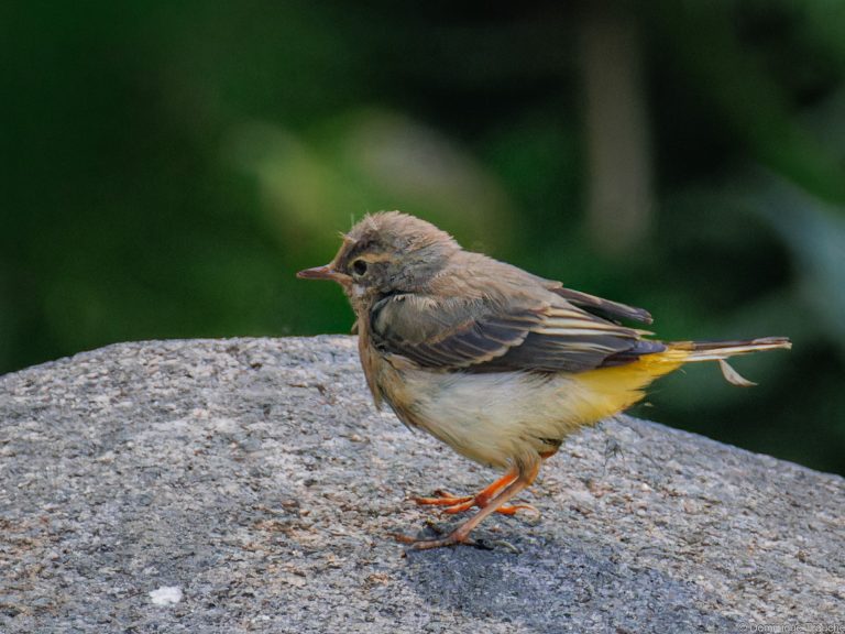Bergeronnette des ruisseaux juvénile
