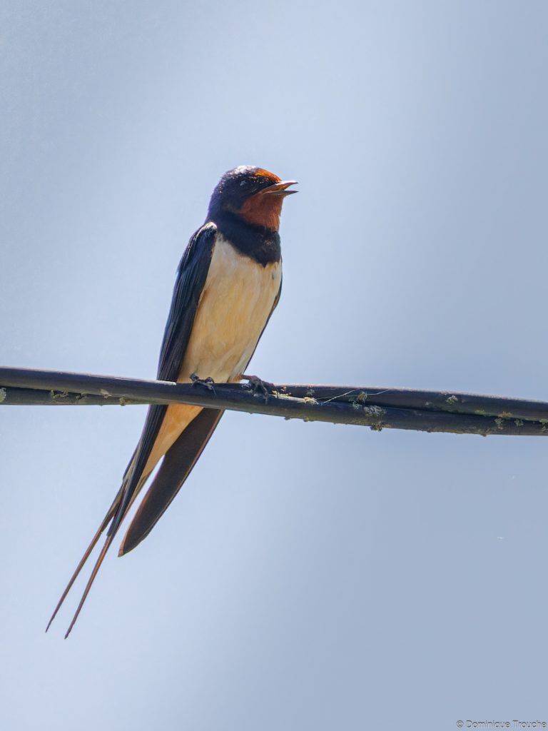 Hirondelle rustique