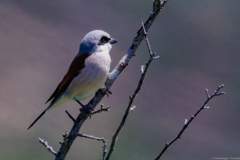 Pie grièche écorcheur