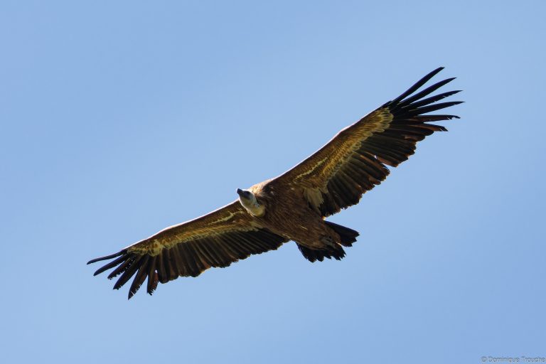 Vautour fauve