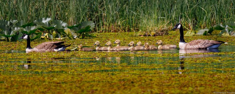 Famille Bernache du Canada