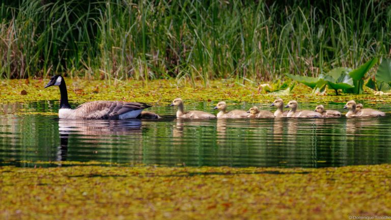 Famille Bernache du Canada