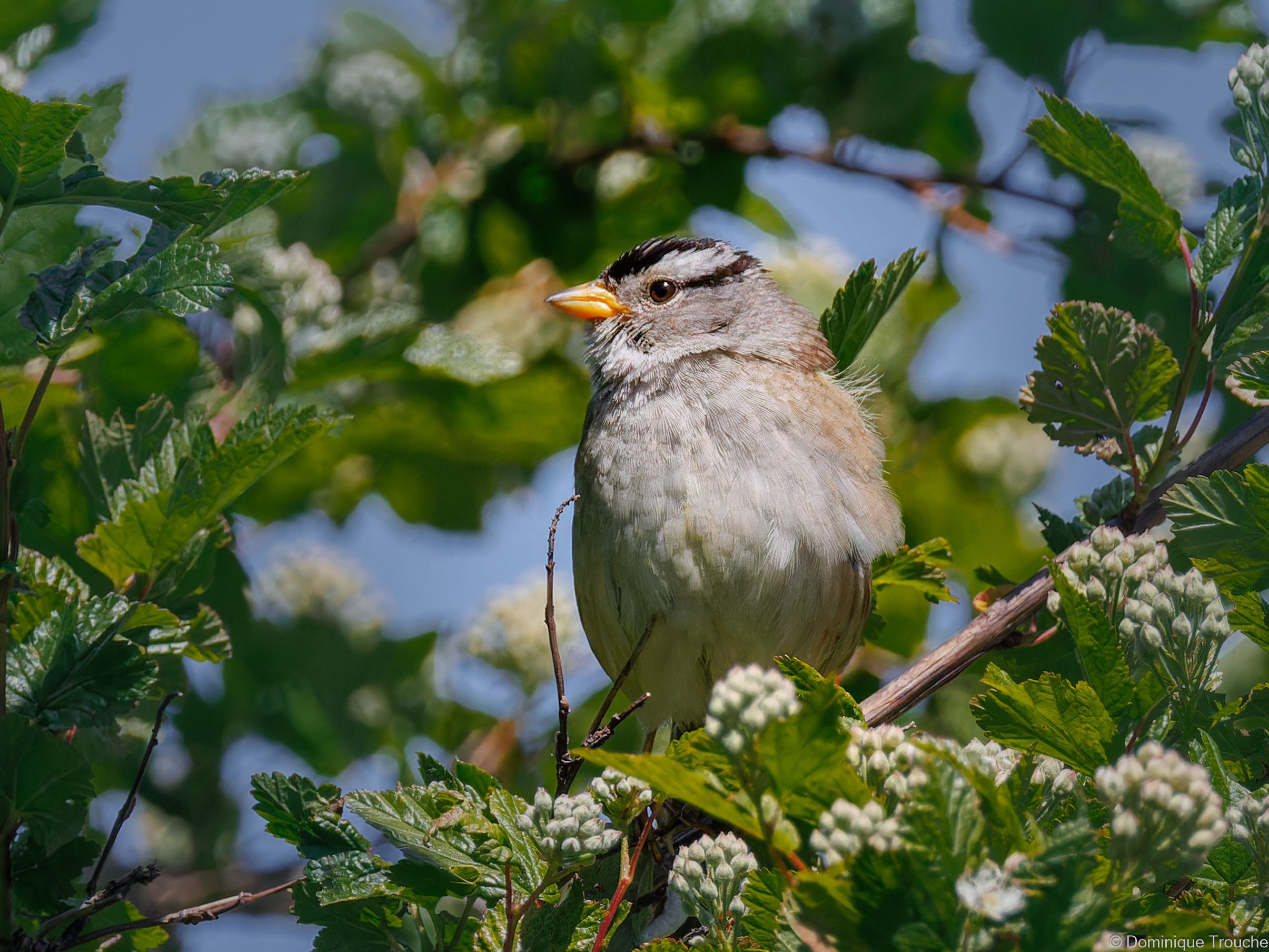 Bruant à couronne blanche