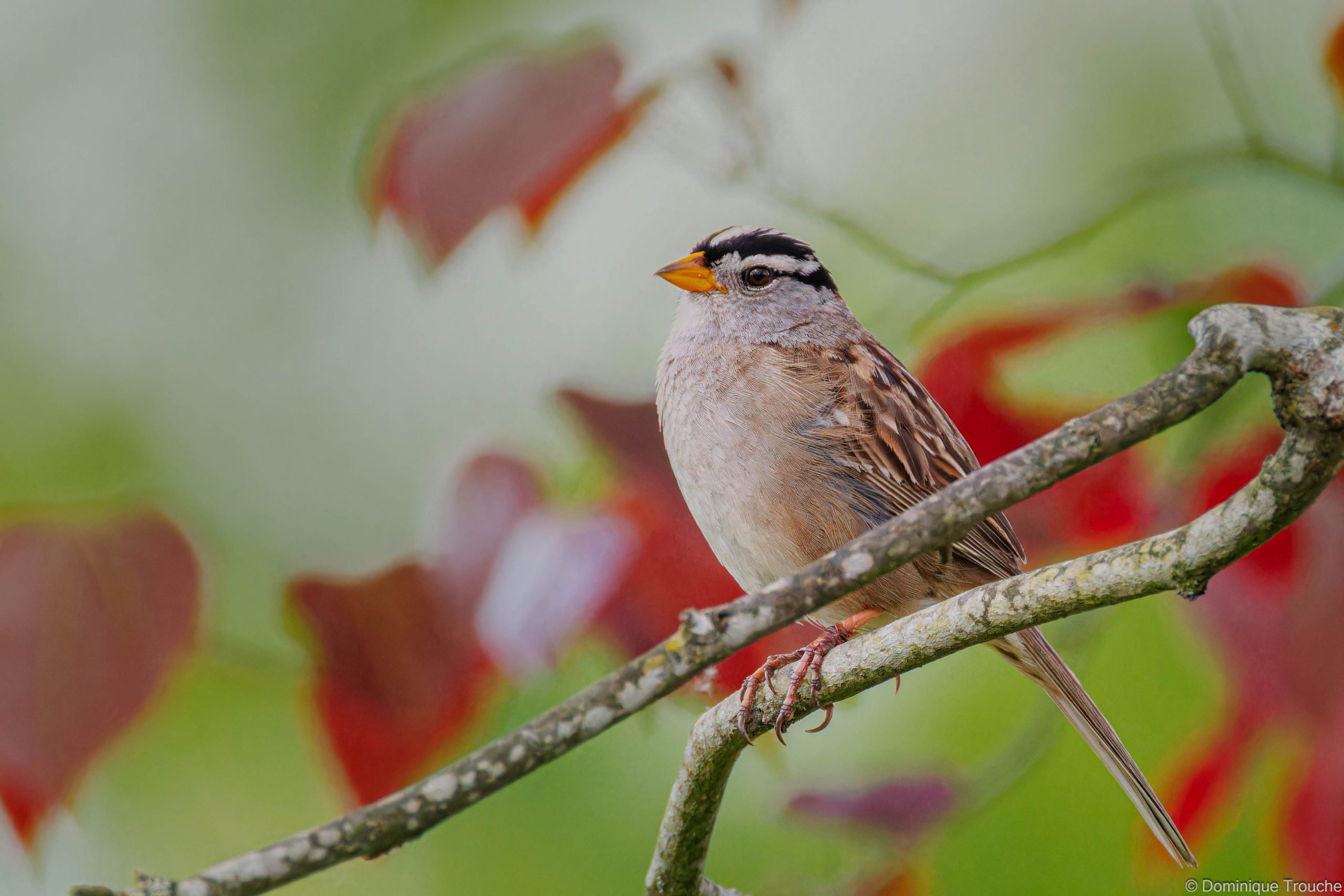 Bruant à couronne blanche