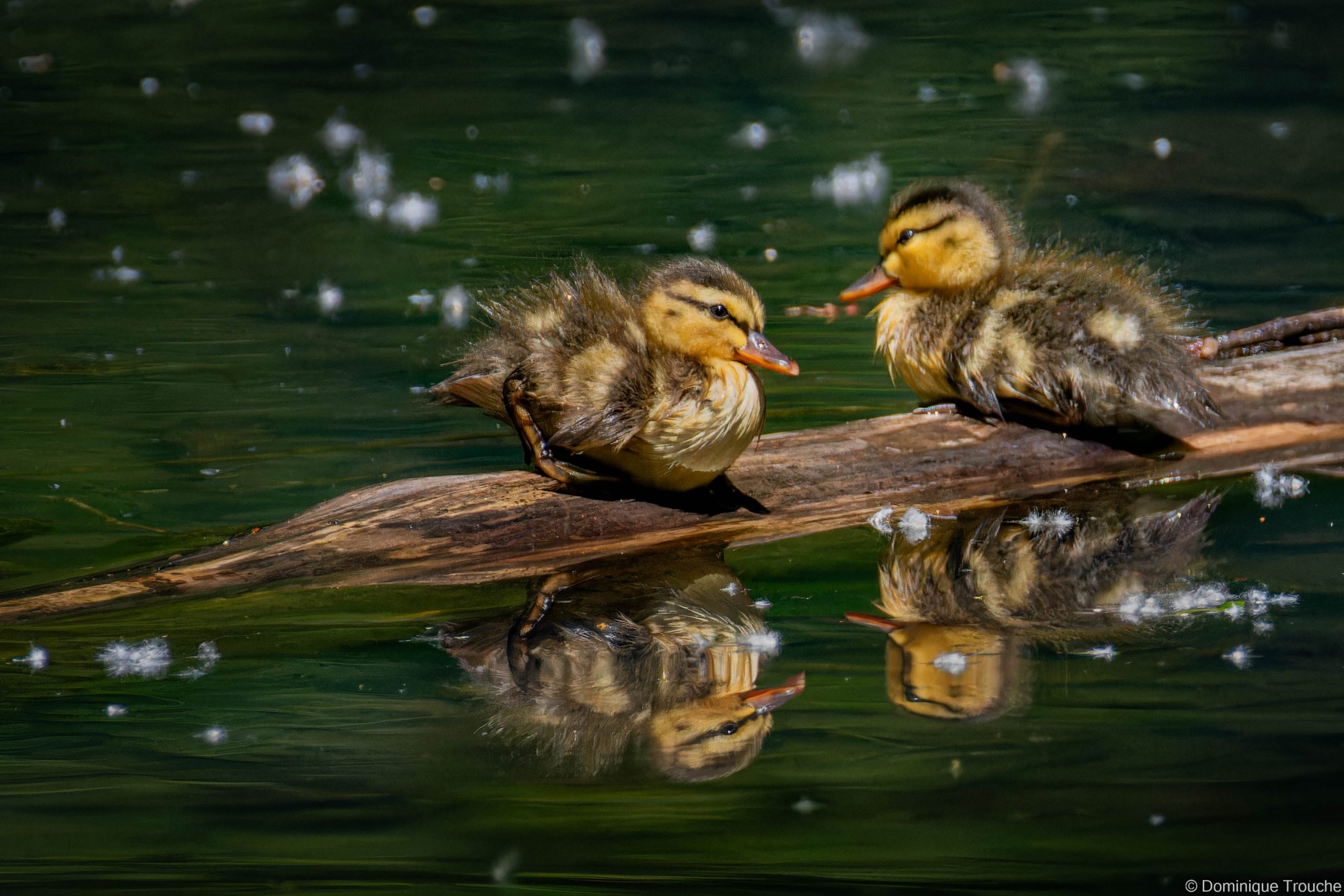 Canard Colvert