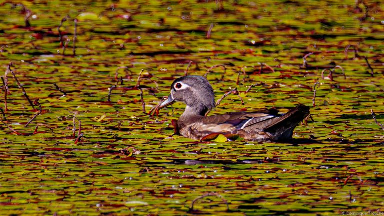 Canard branchu femelle