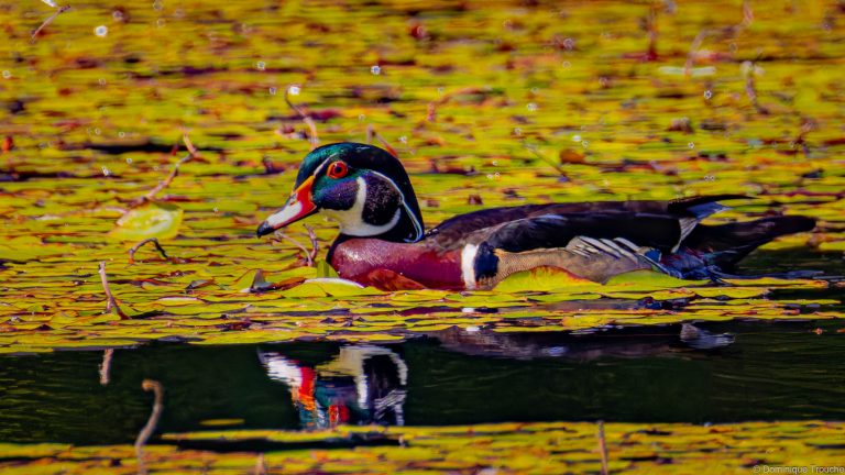 Canard branchu mâle