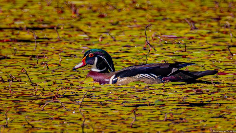 Canard branchu mâle