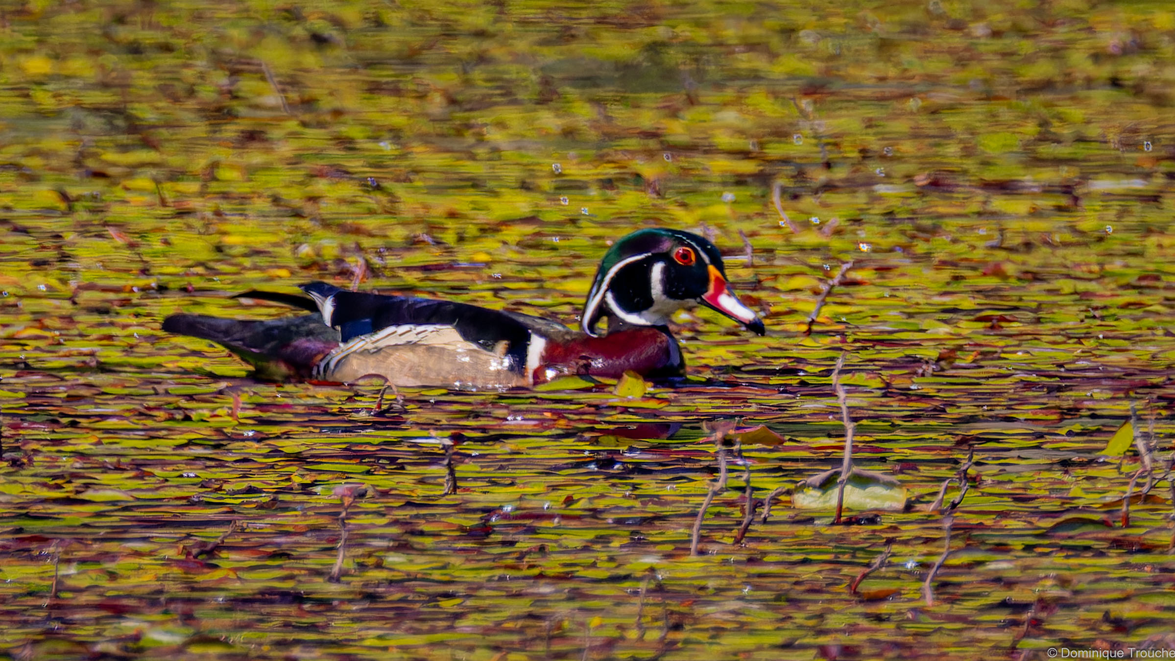 Canard branchu