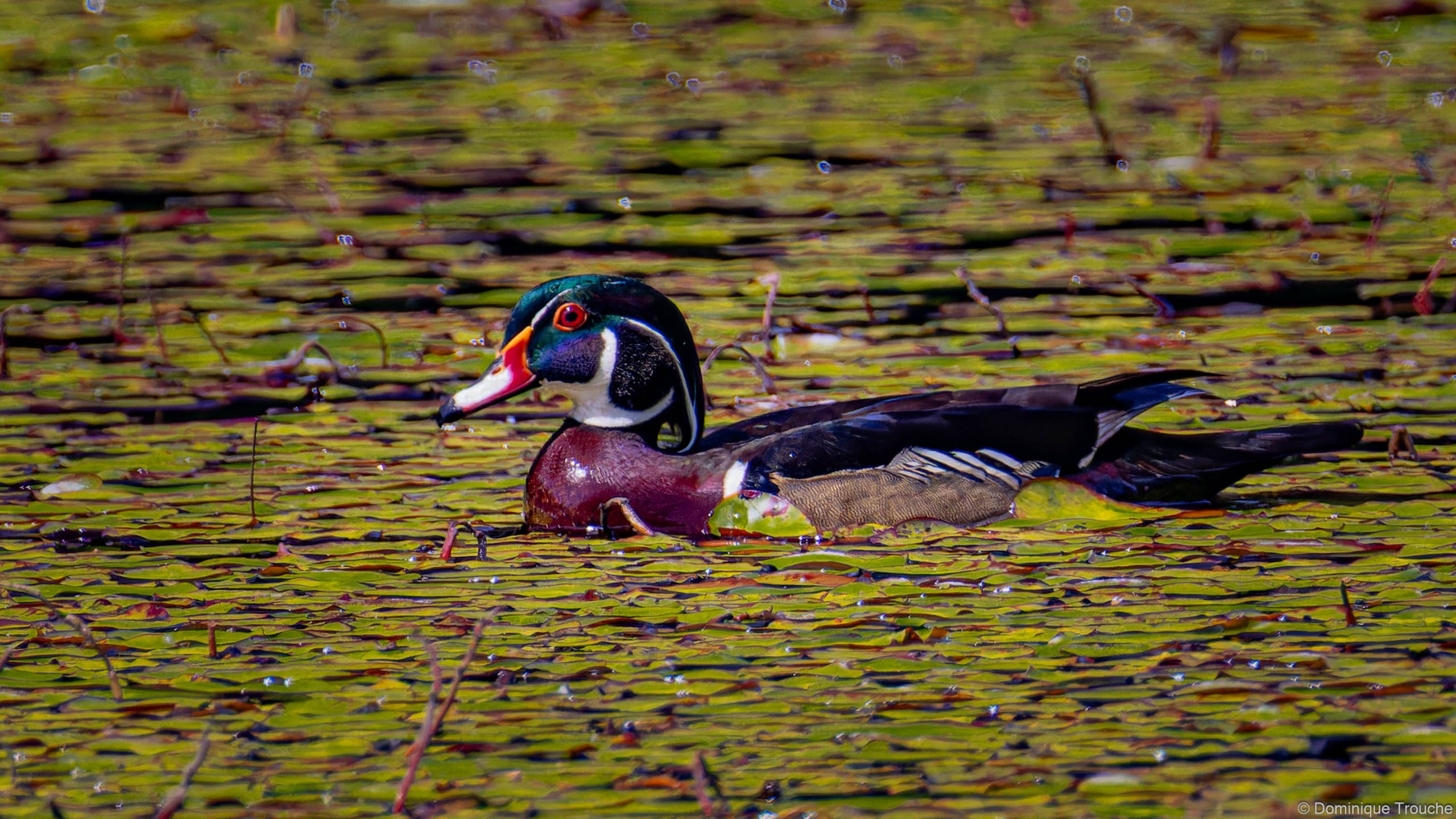 Canard branchu
