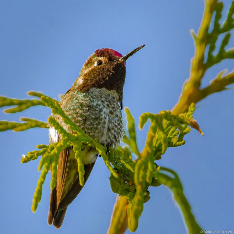 Colibri d'Anna
