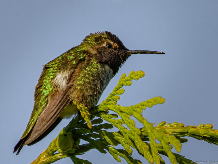 Colibri d'Anna